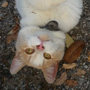 Meet your Posher, Lachael